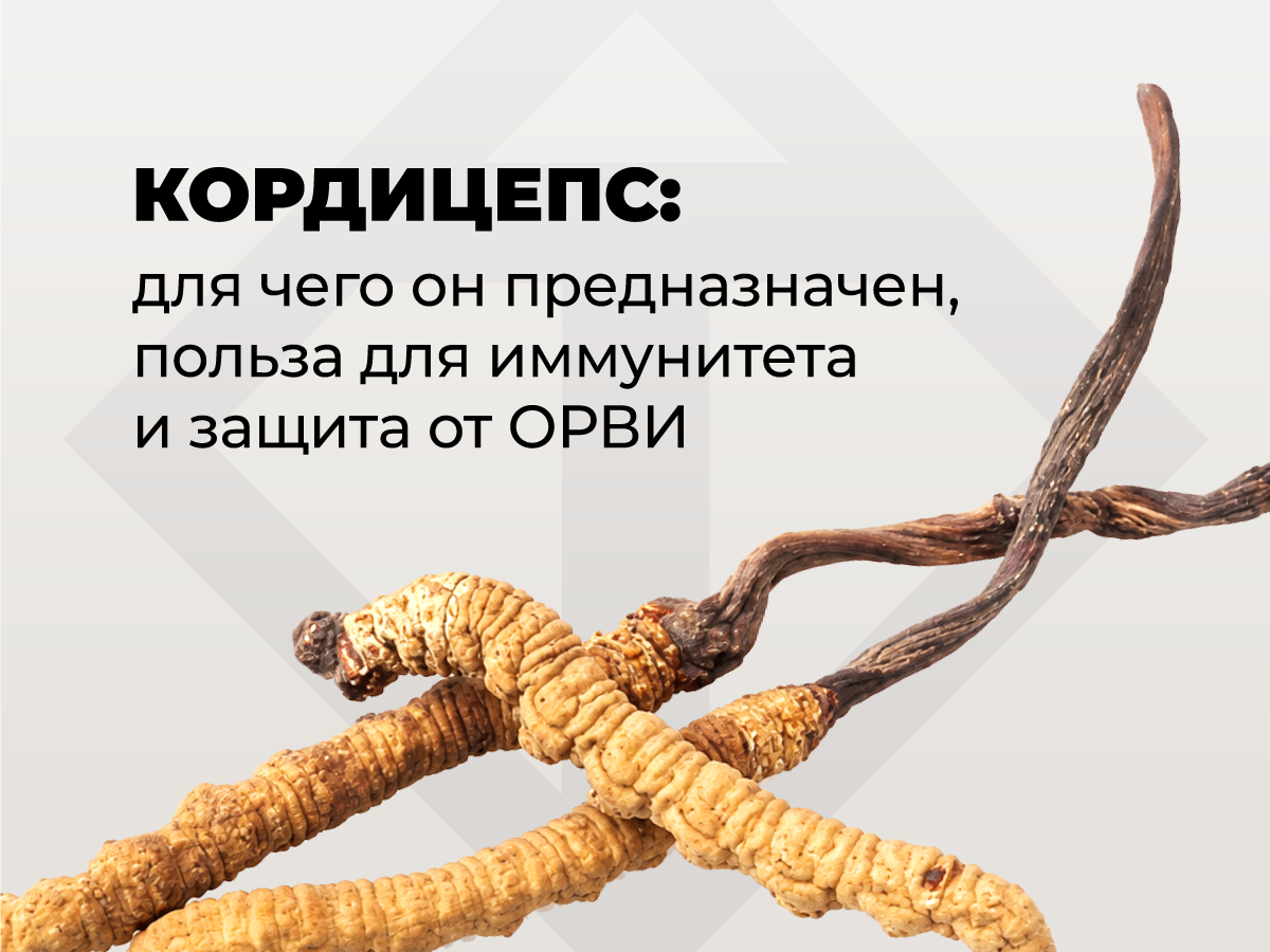 Кордицепс: для чего он предназначен, польза для иммунитета и защита от ОРВИ